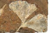 Three Fossil Ginkgo Leaves From North Dakota - Paleocene #188720-1